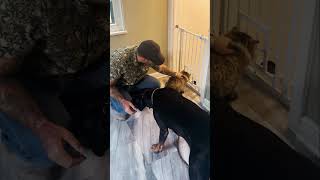 Teaching your dog to make good decisions on their own #catsanddogs #dogsandcats #dogtraining