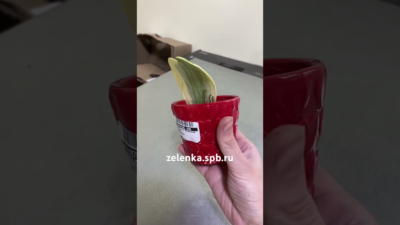 Хойя Керри в красной керамике (диаметр горшка 7 см, высота растения 14 см)