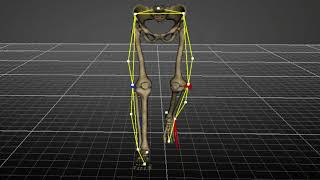 GTR Gait motion analysis Front view 1