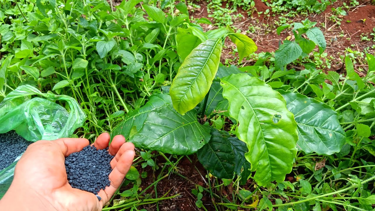 Bón phân cho cà phê còn đúng cách || T-anh nông dân