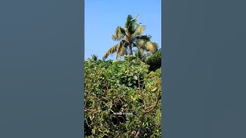 Izi Mini X Drone First Flying Video #drone #dronevideo #dronefootage #drones #dronephotography