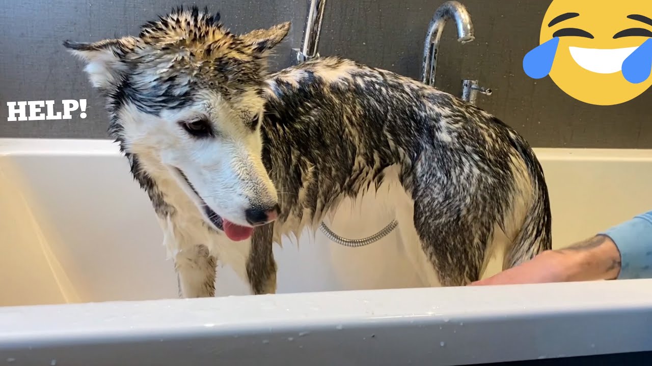 The Most Relaxed Husky In The World! [BATHTIME!!]