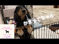 【ミニチュアダックスフンド】むむ。甘えてるところが可愛すぎるぅ😍😍