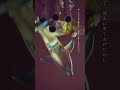 「煙のパラソル」