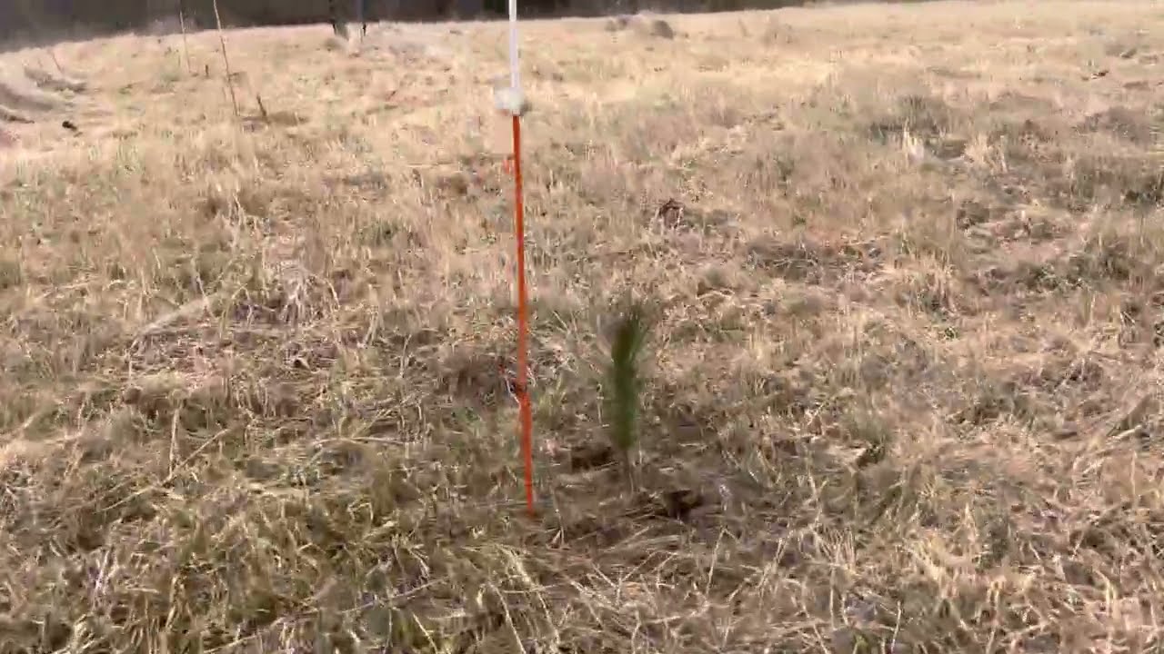 Tree farm - Loblolly row marker / bookends