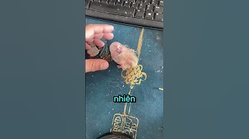 Cứu Sống Chú Vẹt Non 🥺
