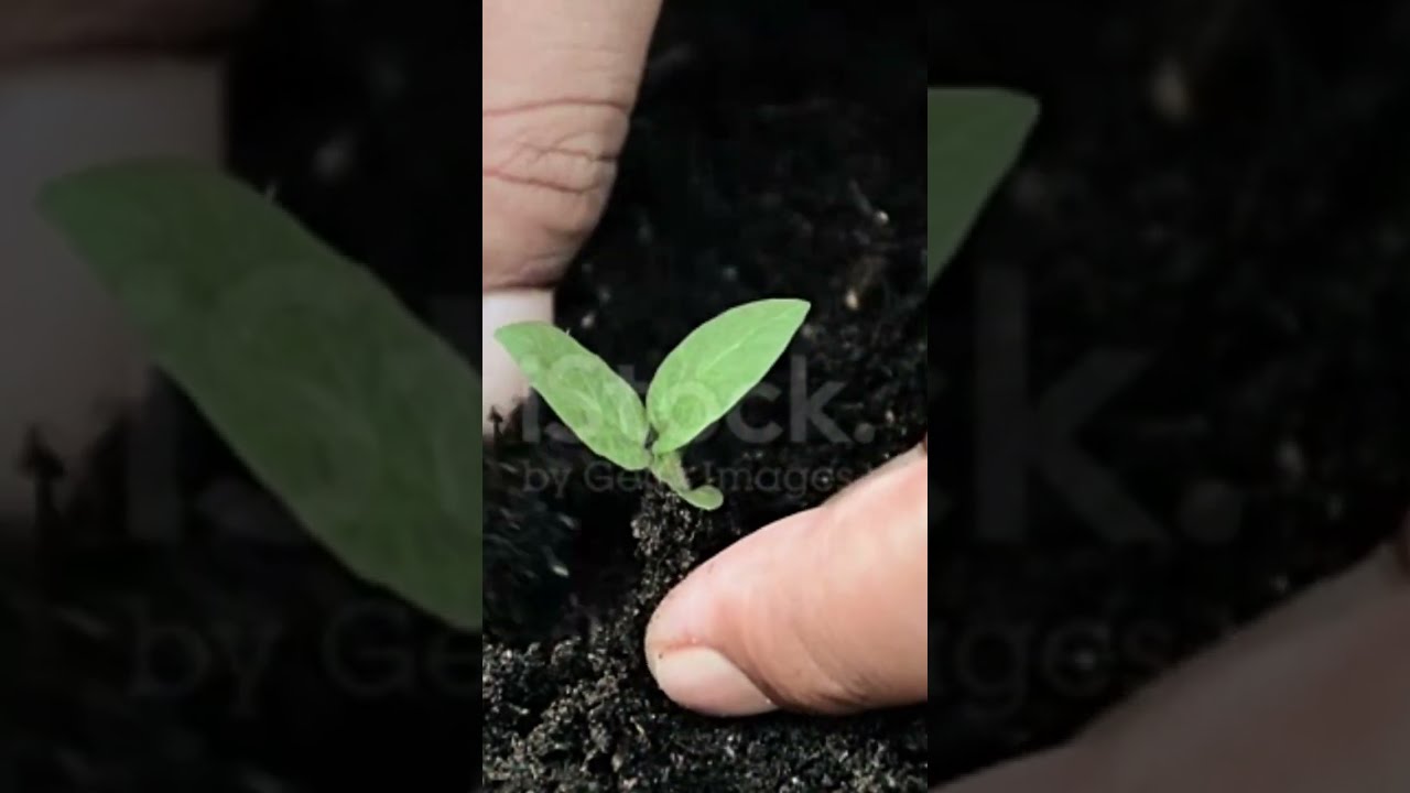 Diploma In Agriculture Course Short YouTube Diploma In Agriculture Course Short YouTube