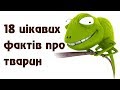 18 цікавих фактів про тварин та їх середовище існування