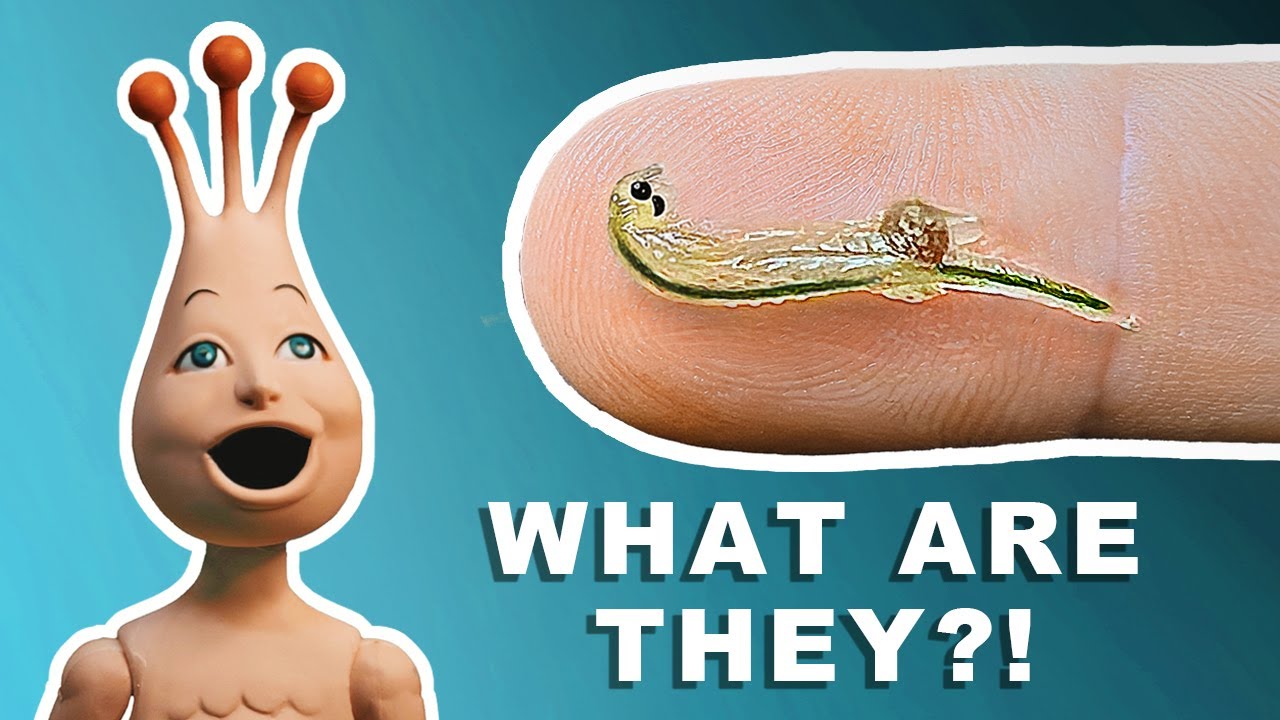 Are Sea Monkeys Real? 