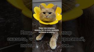 Вот так и доверяй людям #животные #кот #коты #рыжийкот #cat #питомцы #шортс #котики