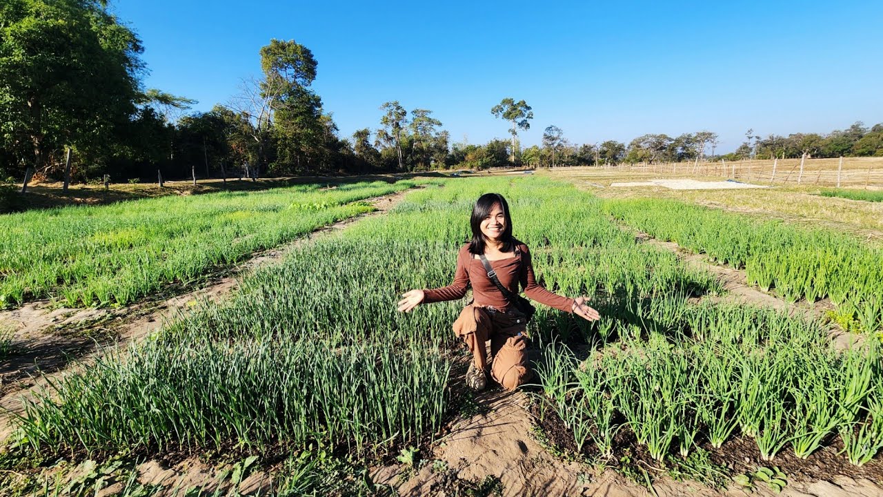 พามาชมสวนหอม ขนาดใหญ่ ปลูกผักด้วยน้ำออกบ่อตามธรรมชาติ และ ฝุ่นคอก ผักปอดสารพิษ บ้านหนองหลวง