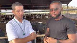 Une vache holstein made in Africa❤️ le Maroc 🇲🇦 bientôt leader dans la production de lait.
