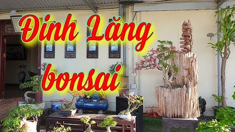 SH.3909. Đinh Lăng Bonsai lũa Dổi giá 8 triệu tại Bonsai Châu Giang