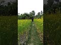 অসাধারণ সুন্দর সরিষা বাগান। #shorts #nature