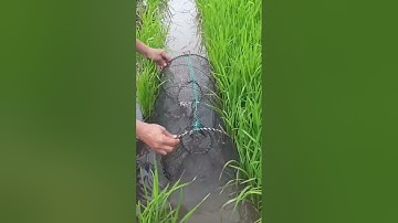 Đặt lờ cá rô #batca