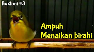 Begini Terapi Buxtoni Betina Menaikan Birahi jantan Agar Gacor Langsung Nyaut (14/2/21)