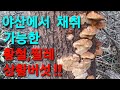 초보자도 야산에서 채취가능한 버섯 !!