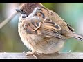 「ニュース」容量オーバー感、鳥がぎゅうぎゅうにくっついているだけ「なんでこんなに癒されるの…」