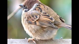 「ニュース」容量オーバー感、鳥がぎゅうぎゅうにくっついているだけ「なんでこんなに癒されるの…」