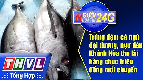 THVL | Người đưa tin 24G: Trúng đậm cá ngừ đại dương, ngư dân Khánh Hòa thu lãi hàng chục triệu đồng