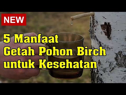 Video: Manfaat Getah Birch