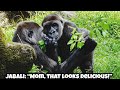 Jabali seems to be studying Mom's eating skills 😂呷百二彷彿在研究媽媽的吃播技巧#gorilla