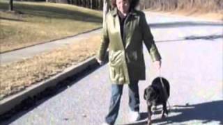 How Does A Crippled Woman Cope With A Hard-Pulling Hound? - Jeffrey Loy Dog Training