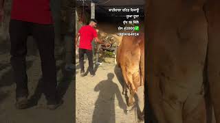 ਸ਼ਾਹੀਵਾਲਾ ਵਹਿੜ ਵਿਕਾਊਸੂਆ ਦੂਜਾ ਦੁੱਧ 18 ਕਿੱਲੋ ਮੁੱਲ 42000✅📞9814164924