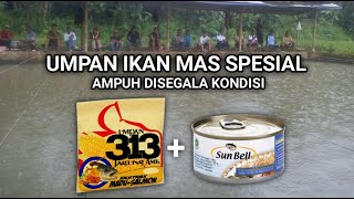 Resep Umpan ikan Mas Paling Jitu Menggunakan Jagung Amis Dan Sunbell Sangat Gacor Dimusim Hujan