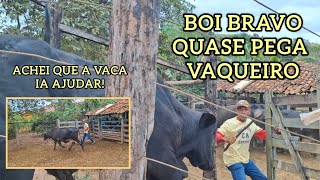 Bois dando trabalho!💪🏻💪🏻