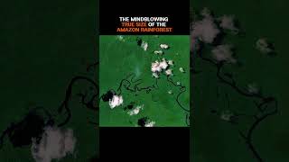 The Amazon Is Bigger Than You Think 🌳🌧️ Wealth