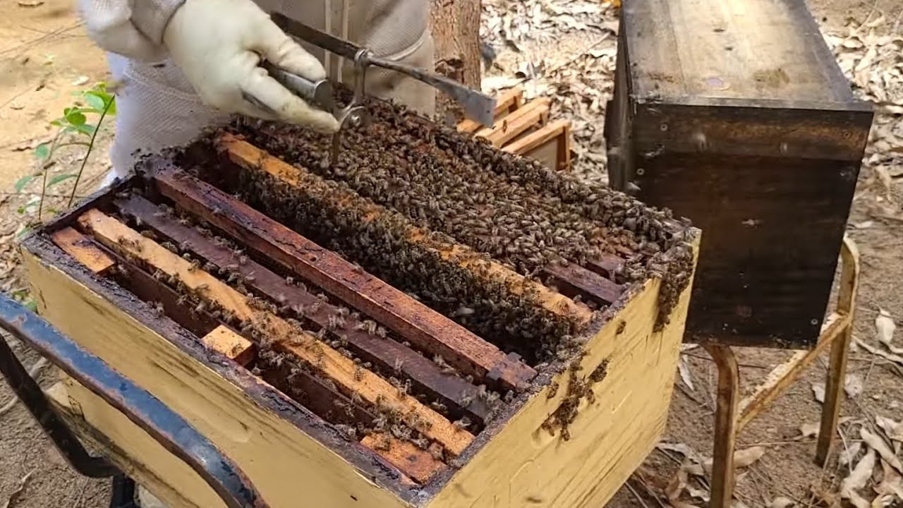 COMO CRESCER  seu APIÁRIO   Rápido/Multiplicações de enxames