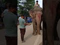 why not me? #001 #viralvideo #drama #romance #freefire #road #shorts #ganesh #elephant #wildlife