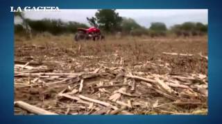 Mangas de langostas arrasaron los campos de Taco Ralo, en Tucumán