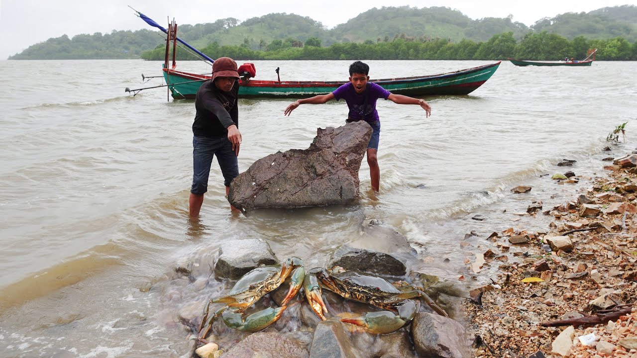 Catching Many Giant Mud Crabs on the Shore After Heavy Rain – Amazing ...
