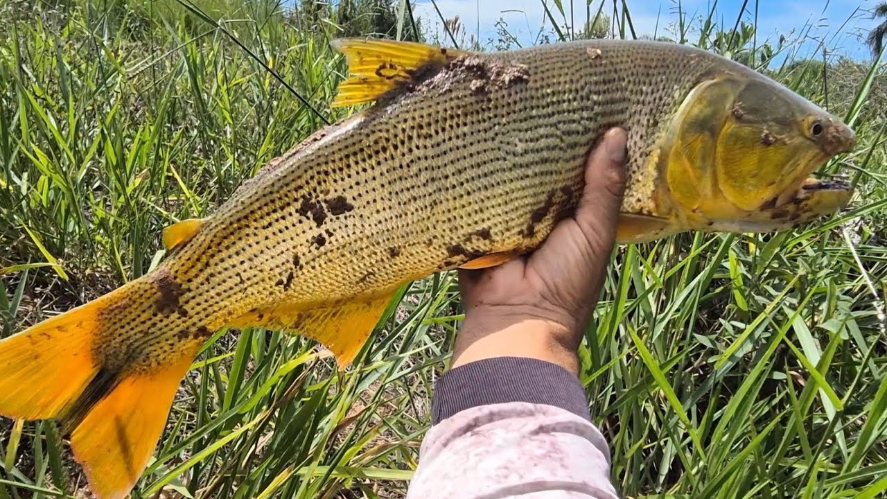 VOLTEI NO RIOZINHO DOS DOURADOS MONSTROS, E OLHA SÓ O QUE PEGUEI!!!