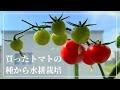 スーパーで買ったトマトの種を窓辺でペットボトル水耕栽培してみた