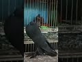black⚫ Pomeranian breeder male of fancy pigeon #kabutor #pigeon #pigeonhouse #fancyanimal #fancybird