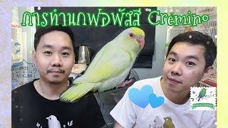 🦜Forpus_CuteBird • Lesson 12 การทำนกฟอพัสสี Cremino ครีมมิโน่ นกเผือกของฟอพัส #Cremino
