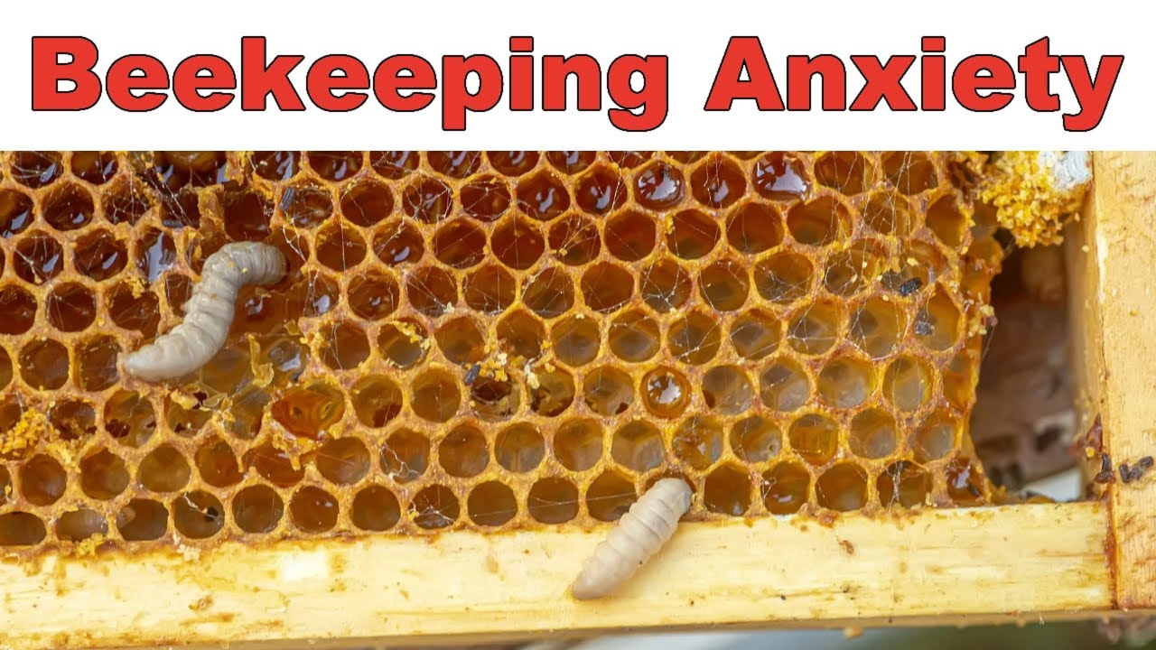 Beekeeping Anxiety Is Real-What If Something Goes Wrong - YouTube