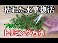 【水槽】枯れたアヌビアスナナ・復活のトリミング！【アクアリウム】