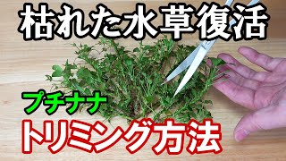 【水槽】枯れたアヌビアスナナ・復活のトリミング！【アクアリウム】