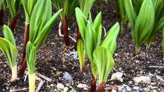 【北海道　栽培】行者ニンニク（アイヌネギ）が元気に育っています