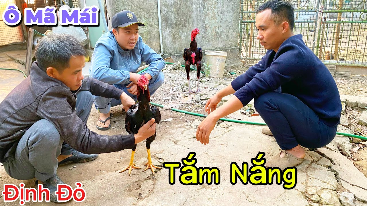 Cho Ô Mã Mái Tắm Nắng Sau Khi Du Lịch Về Và Cập Nhật Tình Hình Trang Trại | Định Đỏ
