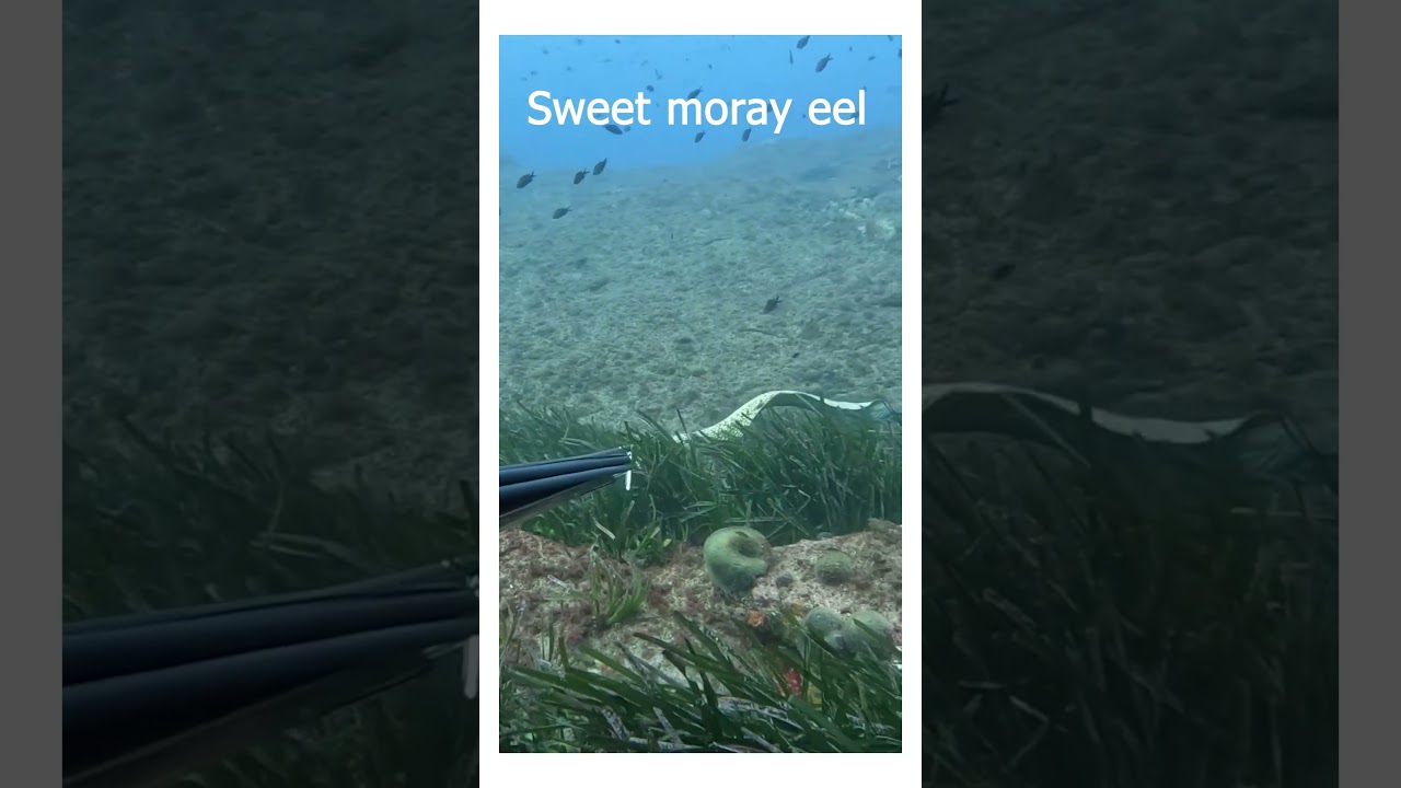 STOP Believing Moray Eel Myths 