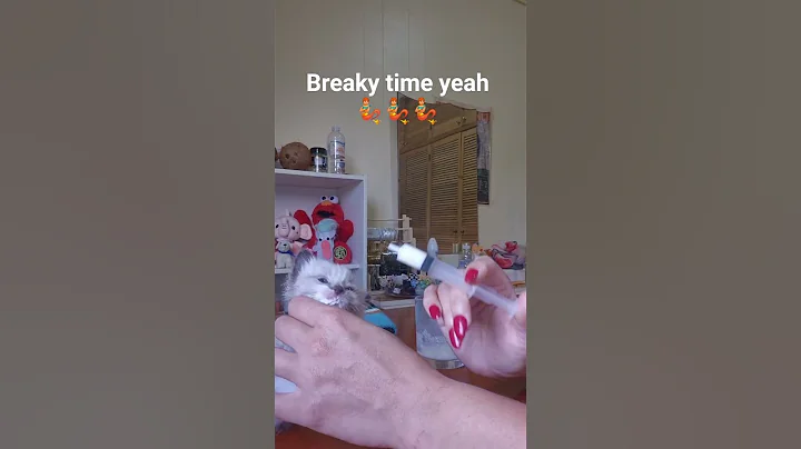 Video 11533071: funny baby cats