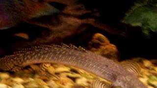 Ornate Polypterus
