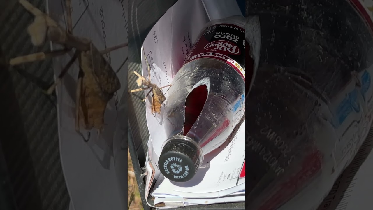 Weird Things In Mailbox (DeanoFarms: Week 70)  