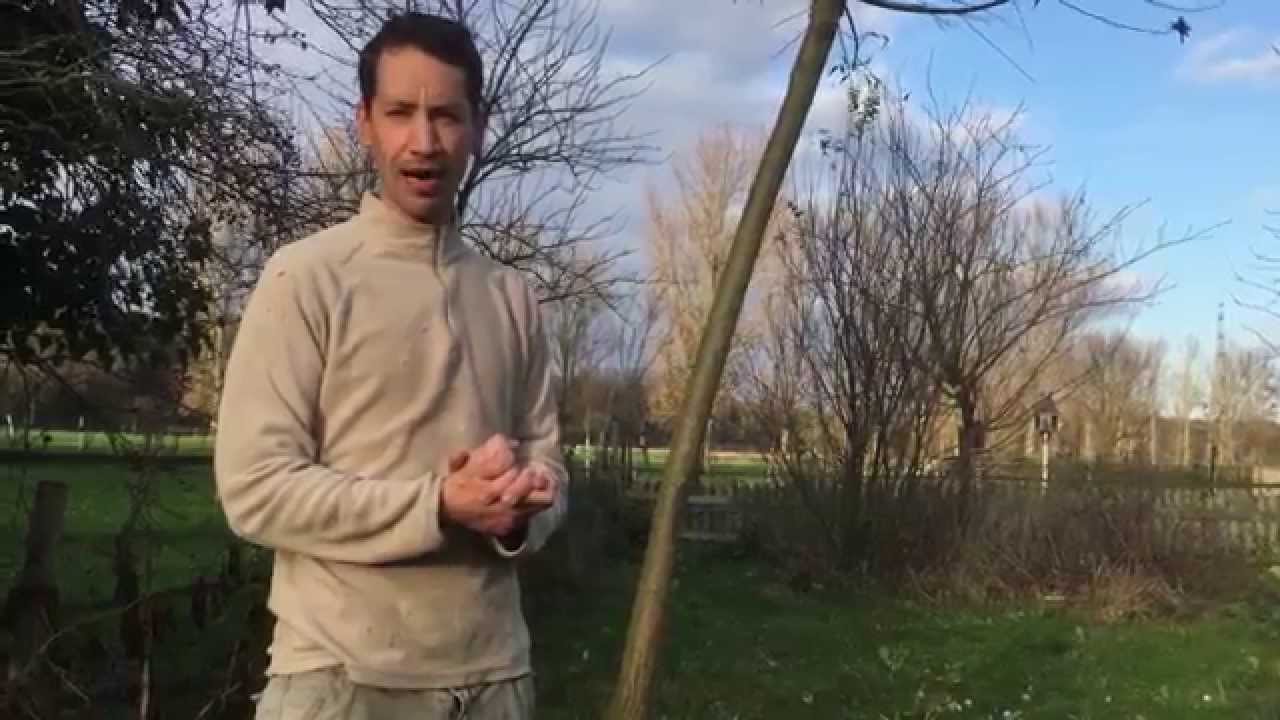 le saule un arbre magnifique qui aime l'eau dans la vallée du Geer , belgique