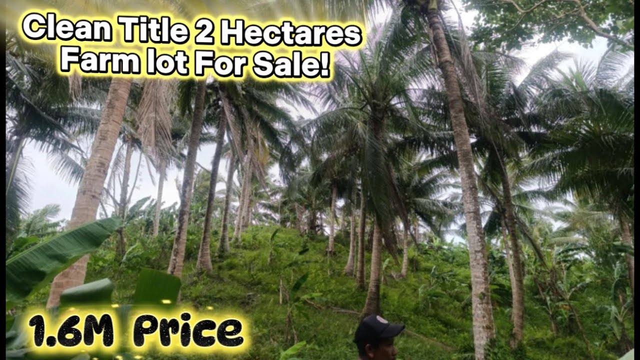 Vlog#202. Clean title 2 hectares Farm lot For Sale. Near town proper!  Loc. Tagkawayan Quezon